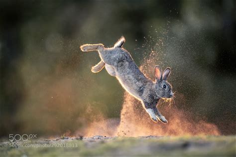 Jumpin Rabbit .